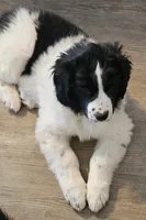 Dina, a female Newfoundland and Golden Retriever for sale in Watertown, NY – Photo 3 of 5