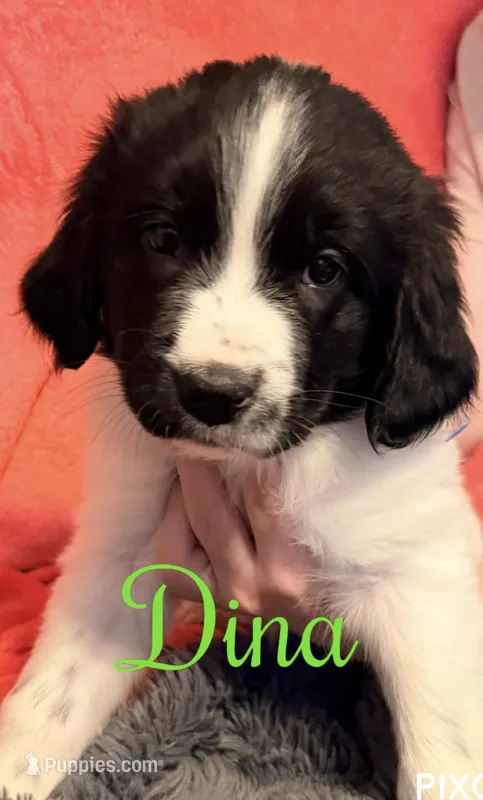 Dina