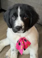 Dina, a female Newfoundland and Golden Retriever for sale in Watertown, NY – Photo 2 of 5