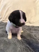 Dina, a male Newfoundland and Golden Retriever for sale in Watertown, NY – Photo 1 of 3