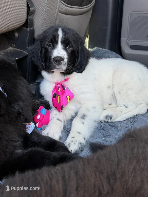 Dina – Newfoundland, Golden Retriever puppy for sale in Watertown, NY
