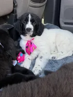 Dina, a female Newfoundland and Golden Retriever for sale in Watertown, NY – Photo 1 of 5