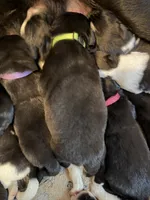 Puppy neon green, a male Newfoundland and Golden Retriever for sale in Watertown, NY – 2 of 2