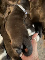Puppy light blue, a female Newfoundland and Golden Retriever for sale in Watertown, NY – 4 of 4