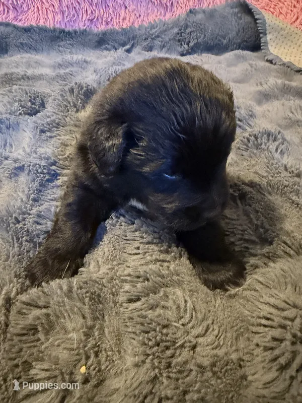 Luke – Newfoundland, Golden Retriever puppy for sale in Watertown, NY