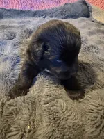 Luke, a male Newfoundland and Golden Retriever for sale in Watertown, NY – 1 of 4