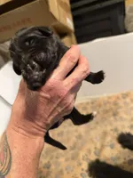 Puppy F, a male Newfoundland and Golden Retriever for sale in Watertown, NY – 4 of 4