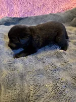 Peach, a female Newfoundland and Golden Retriever for sale in Watertown, NY – 9 of 9