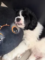 Finch, a male Newfoundland and Golden Retriever for sale in Watertown, NY – Photo 4 of 9