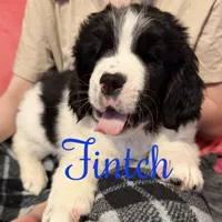 Finch, a male Newfoundland and Golden Retriever for sale in Watertown, NY – Photo 3 of 9