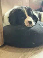 Finch, a male Newfoundland and Golden Retriever for sale in Watertown, NY – Photo 2 of 9