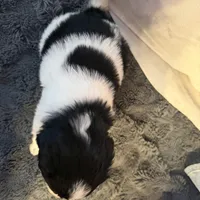 Finch, a male Newfoundland and Golden Retriever for sale in Watertown, NY – Photo 5 of 9