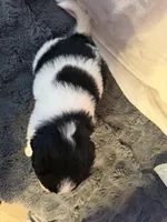 Fintch, a male Newfoundland and Golden Retriever for sale in Watertown, NY – Photo 3 of 3