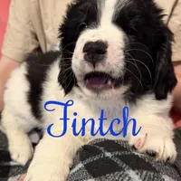 Finch, a male Newfoundland and Golden Retriever for sale in Watertown, NY – Photo 6 of 9
