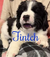 Finch, a male Newfoundland and Golden Retriever for sale in Watertown, NY – Photo 3 of 6