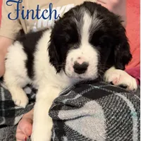 Finch, a male Newfoundland and Golden Retriever for sale in Watertown, NY – Photo 9 of 9