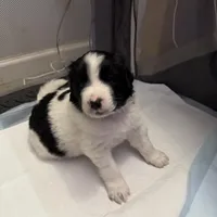 Finch, a male Newfoundland and Golden Retriever for sale in Watertown, NY – Photo 8 of 9