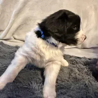 Finch, a male Newfoundland and Golden Retriever for sale in Watertown, NY – Photo 7 of 9