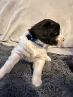 Fintch, a male Newfoundland and Golden Retriever for sale in Watertown, NY – Photo 2 of 3