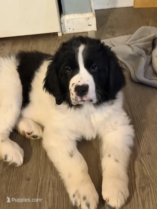 Finch – Newfoundland, Golden Retriever puppy for sale in Watertown, NY