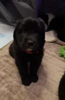 Rex, a male Newfoundland and Golden Retriever for sale in Watertown, NY – Photo 2 of 3