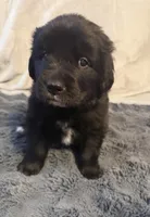 Rex, a male Newfoundland and Golden Retriever for sale in Watertown, NY – Photo 3 of 3