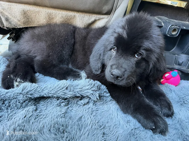 Buck – Newfoundland, Golden Retriever puppy for sale in Watertown, NY