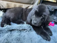 Buck, a male Newfoundland and Golden Retriever for sale in Watertown, NY – Photo 1 of 6