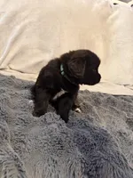 Bruce , a female Newfoundland and Golden Retriever for sale in Watertown, NY – Photo 2 of 2