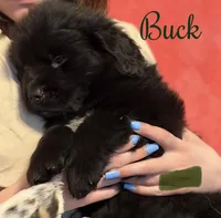 Buck, a female Newfoundland and Golden Retriever for sale in Watertown, NY – Photo 2 of 4