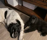Buck, a male Newfoundland and Golden Retriever for sale in Watertown, NY – Photo 5 of 6