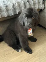 Buck, a male Newfoundland and Golden Retriever for sale in Watertown, NY – Photo 2 of 6