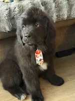 Buck, a male Newfoundland and Golden Retriever for sale in Watertown, NY – Photo 6 of 6