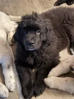 Buck, a male Newfoundland and Golden Retriever for sale in Watertown, NY – Photo 4 of 6
