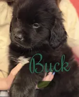 Buck, a female Newfoundland and Golden Retriever for sale in Watertown, NY – Photo 1 of 4