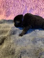 Polly, a female Newfoundland and Golden Retriever for sale in Watertown, NY – 8 of 10