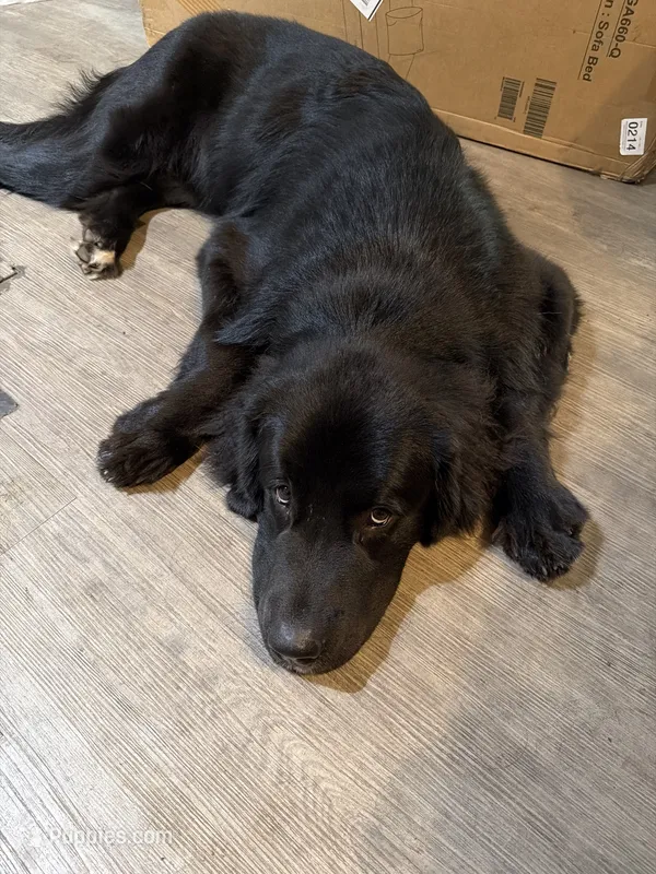 Gru – Newfoundland, Golden Retriever puppy for sale in Watertown, NY