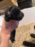 Puppy F, a male Newfoundland and Golden Retriever for sale in Watertown, NY – 3 of 4