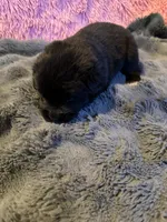 Hank, a male Newfoundland and Golden Retriever for sale in Watertown, NY – 7 of 8