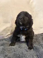 Benny, a male Newfoundland and Golden Retriever for sale in Watertown, NY – Photo 3 of 3