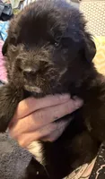Hank, a male Newfoundland and Golden Retriever for sale in Watertown, NY – 5 of 8