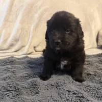 Guss, a male Newfoundland and Golden Retriever for sale in Watertown, NY – Photo 2 of 2