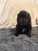 Guss, a male Newfoundland and Golden Retriever for sale in Watertown, NY – Photo 2 of 2