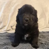 Guss, a male Newfoundland and Golden Retriever for sale in Watertown, NY – Photo 1 of 2