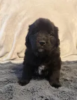 Guss, a male Newfoundland and Golden Retriever for sale in Watertown, NY – Photo 1 of 2