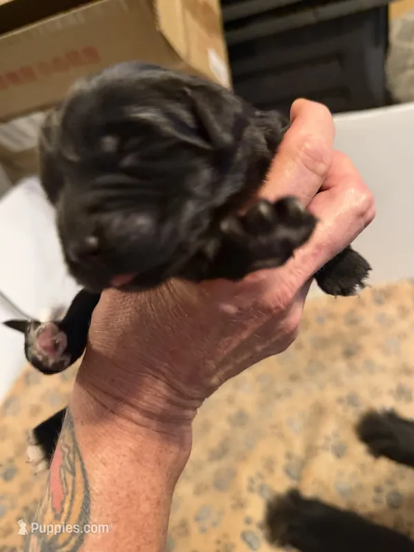 Puppy F – Newfoundland, Golden Retriever puppy for sale in Watertown, NY