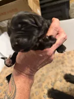 Puppy F, a male Newfoundland and Golden Retriever for sale in Watertown, NY – 1 of 4