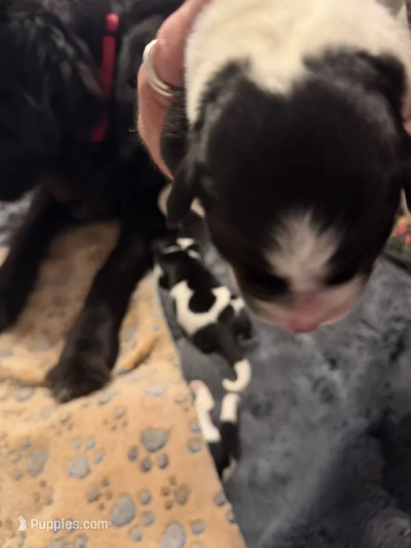 Puppy F – Newfoundland, Golden Retriever puppy for sale in Watertown, NY