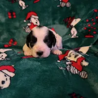 Cookie, a female Cockalier for sale in Augusta, GA – Photo 1 of 4