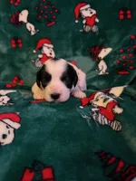 processed/d52afd64-0eb2-4f52-bdef-8e703305c28d/listing/e98898a5-f0d8-4755-bcee-b65d28e2105e/0e88f4ef-1e49-44cf-ac93-f4379051bcdb